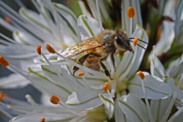 Ape impollinatrice nel Parco Naturale Regionale di Gutturu Mannu